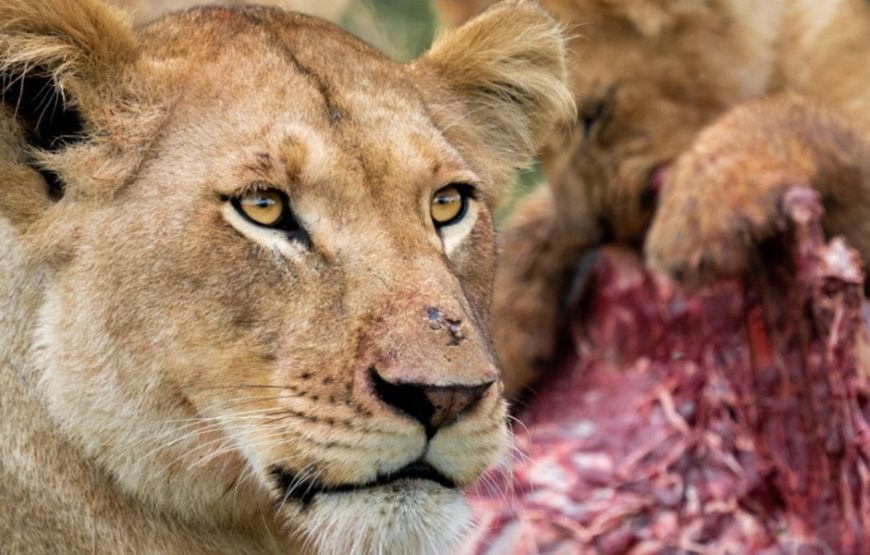 11-Day Kenya and Tanzania Wildlife Safari Midrange