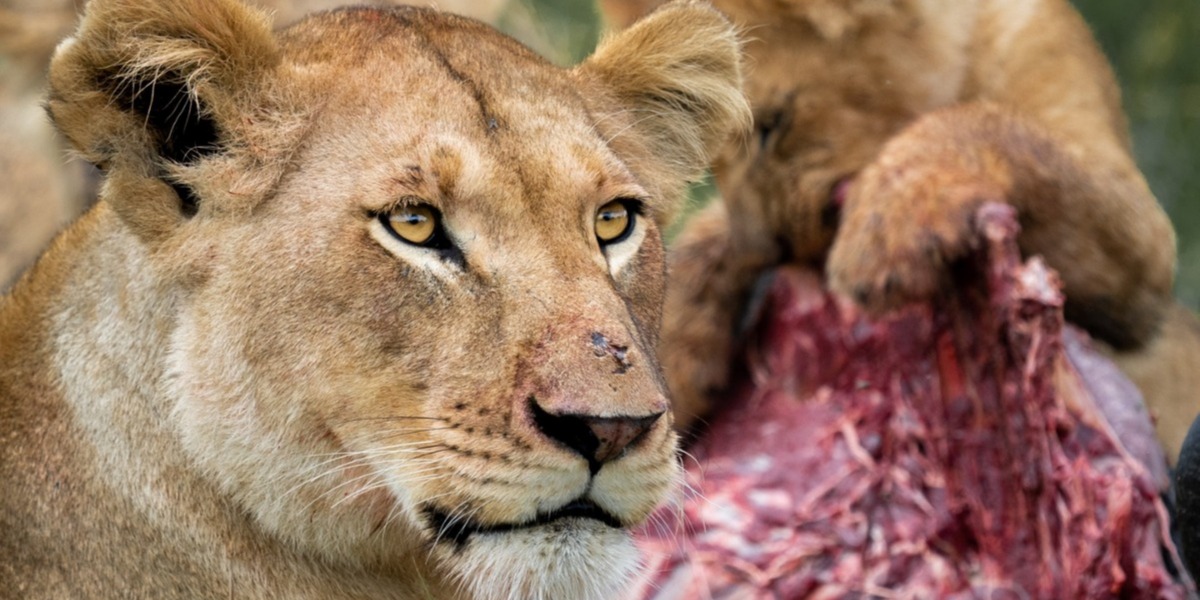 Day 7: Masai Mara Adventure