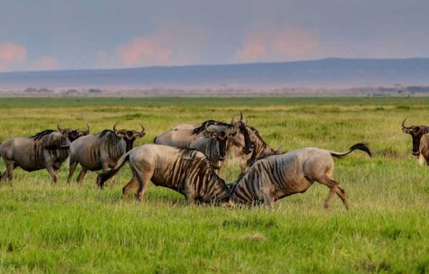 5-Day Masai Mara Budget Safari