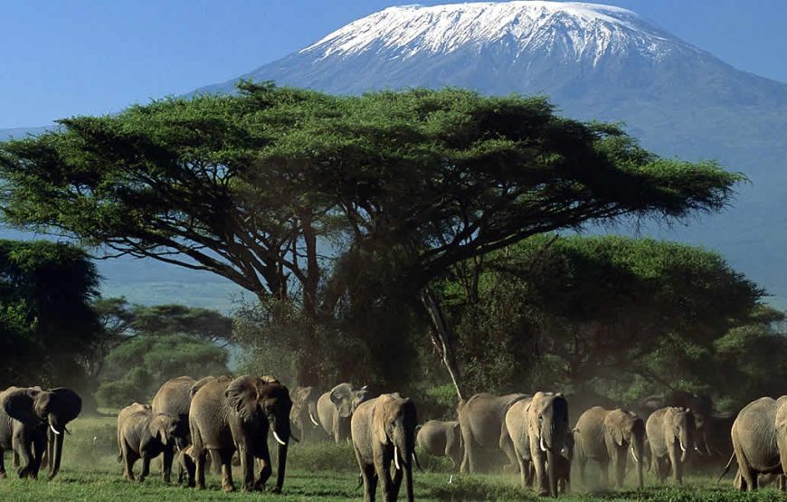6-Day Kenya Amboseli National Park Wildlife Safari