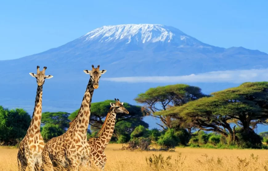4-Day Nairobi – Amboseli Budget Safari