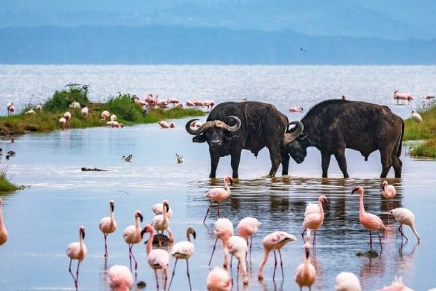 Lake Nakuru National Park