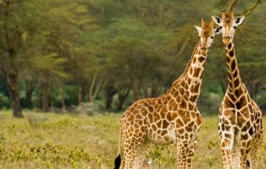 7-Day Kenya Standard Safari