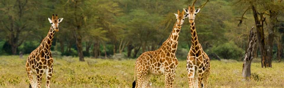 Day 1: Lake Nakuru National Park (arrive in the morning)