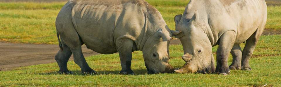 Day 3: Aberdares National Park– Lake Nakuru National Park