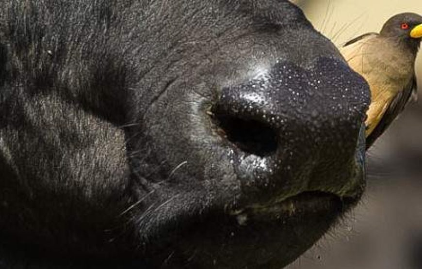 4-Day Kenya Masai Mara and Lake Nakuru Safari