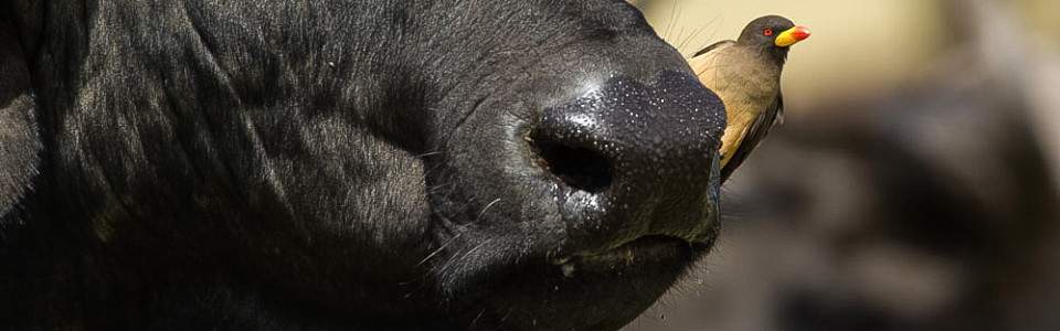 Day 4: Masai Mara National Reserve