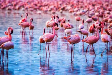 The Wonders of Lake Nakuru National Park x