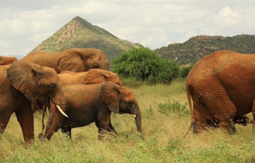 8-Day Kenya Budget Honeymoon Safari