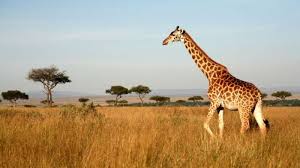 Day 1: Nairobi – Masai Mara