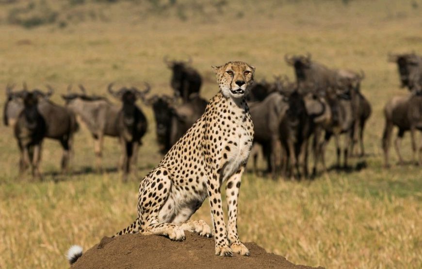 5-Day Kenya Wildlife Standard Safari