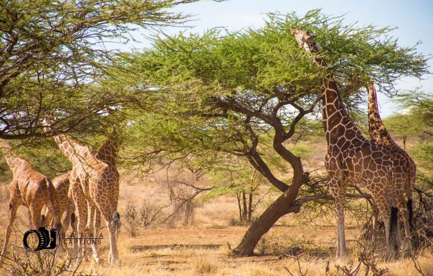 8-Day Kenya Adventure Budget Tour Safari