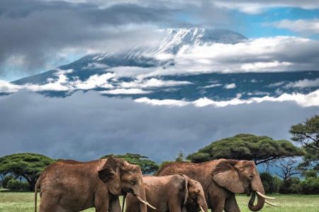 kilimanjaro