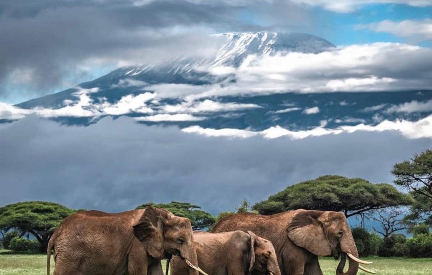 2-Day Kenya Amboseli Safari